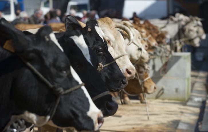 Les exploitations devront procéder à l'abattage total ou partiel de leur bétail- © Mediabask