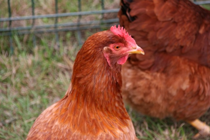 Le virus de la grippe aviaire ne se transmet pas à l'humain. 
