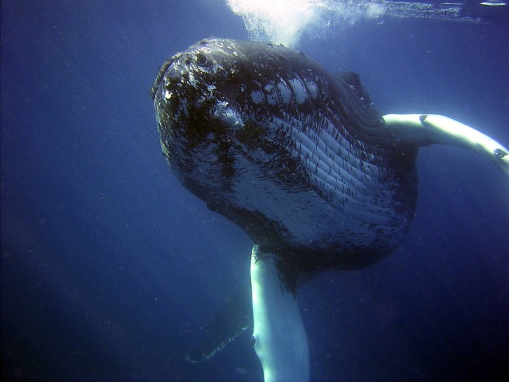 Une baleine à bosse, 13 mètres de long et 25 tonnes environ, connue pour ses sauts spectaculaires. © DR