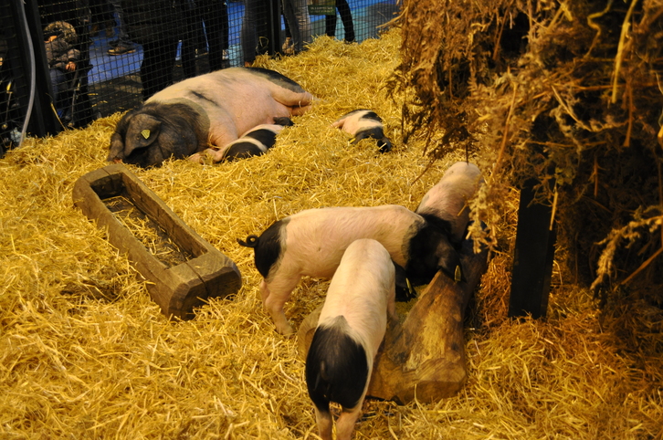 Le cochon des Aldudes au salon de l'agriculture.