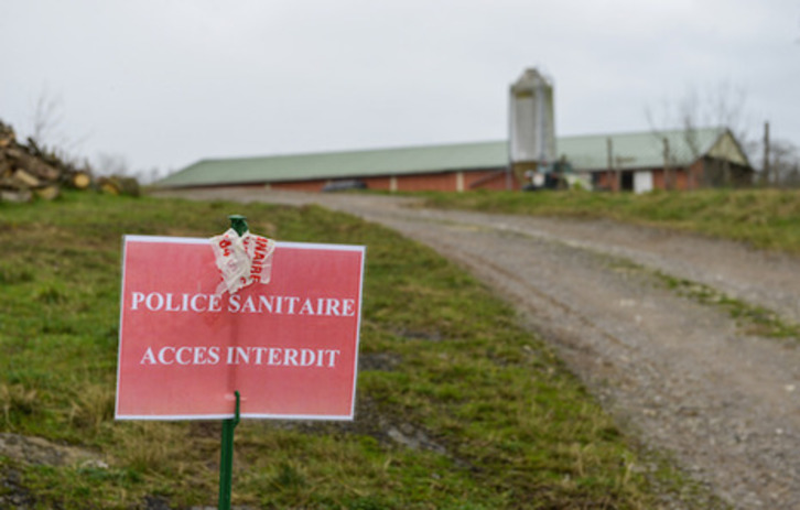 Le niveau de l'épidémie de grippe aviaire passe à modéré sur l'ensemble du territoire métropolitain français. ©Isabelle MIQUELESTORENA