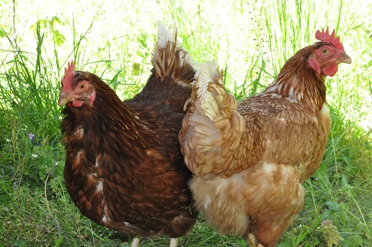 Deux poules seront offertes à quinze foyers de Lahonce. ©Pixabay