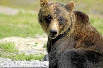 Actuellement, 70 ours vivent dans les Pyrénées.
