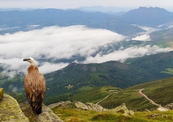 Un vautour fauve au sommet de La Rhune.