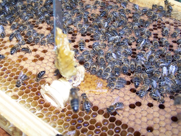 Olivier Besson possède 200 ruches, le minimum pour être reconnu comme professionnel. 