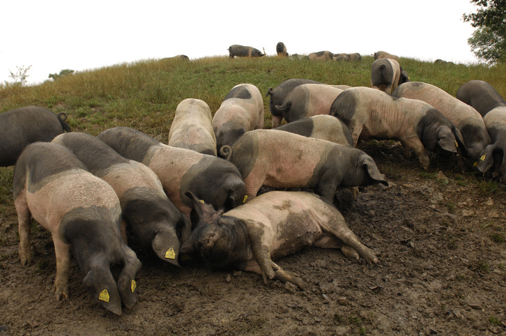 Le porc basque Kintoa est adapté au Pays Basque. 