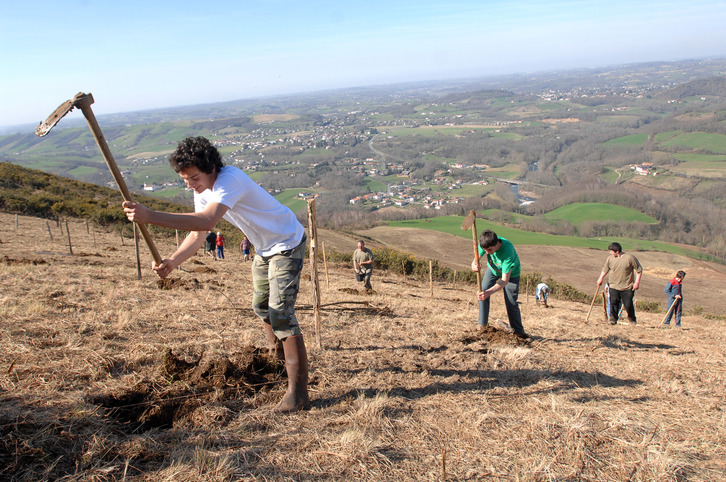 L'acitivité forestière soutenable pourrait générer huit emplois nouveaux au Pays Basque Nord. Ici, des élèves de Frantsesenia reboisent une parcelle, à Itxassou (© Gaizka IROZ)