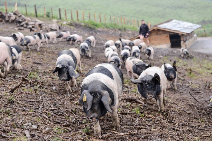 Le porc basque appelé aussi Kintoa ou pie noir attend son AOC (©Isabelle Miquelestorena)