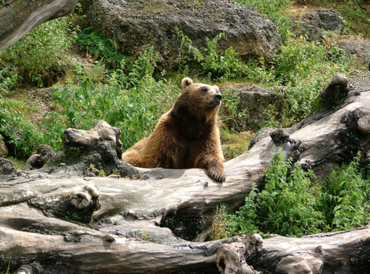 Deux ourses ont été réintroduites dans les Pyrénées occidentales en octobre dernier.