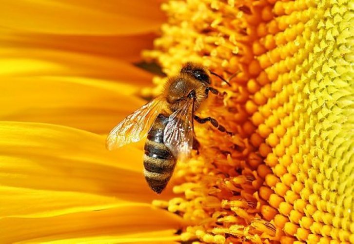 La population d'abeilles est en diminution. © DR