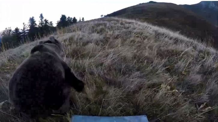 Des ourses slovènes sont lâchées dans les Pyrénées à l'autômne 2018.